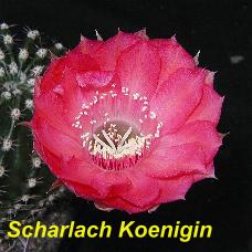 EP-H. Scharlach Koenigin.4.2.jpg 